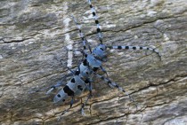 Rosalie des Alpes (Rosalia alpina) espèce protégée ,