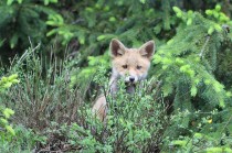 Un renardeau bien curieux !