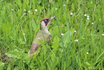 1311-Picus viridis  Combloux (Hte Savoie) 12.06.13  André