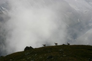 Chamois