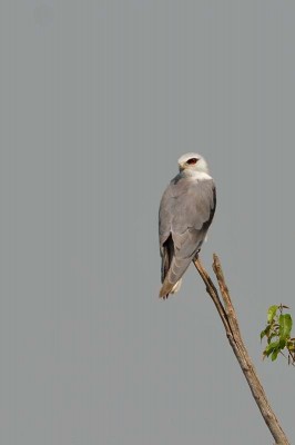 DSC_1392_copy