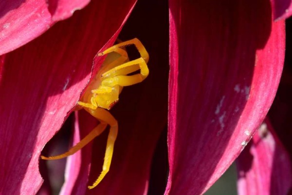 Misumena vatia  Le Roucan 30170 Cros