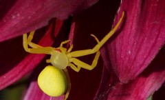 Misumena vatia Le Roucan 30170 Cros