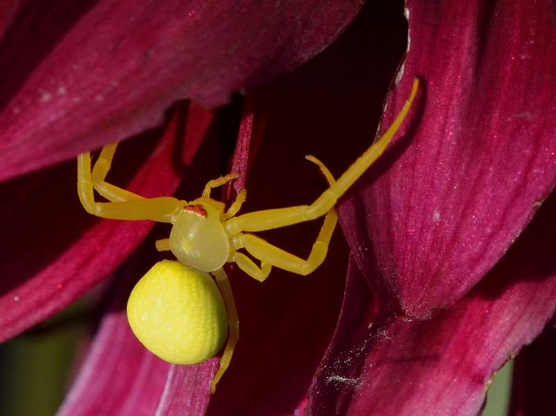 Misumena vatia Le Roucan 30170 Cros