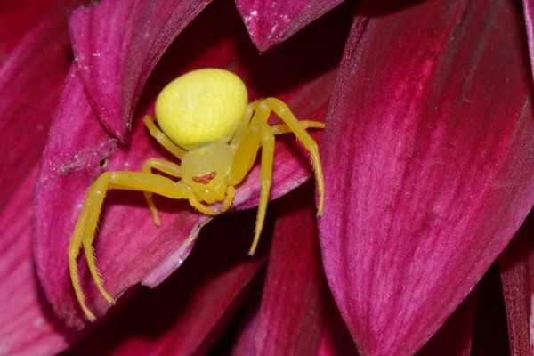 Misumena vatia  Le Roucan 30170 Cros