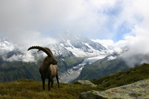 bouc mer de glace