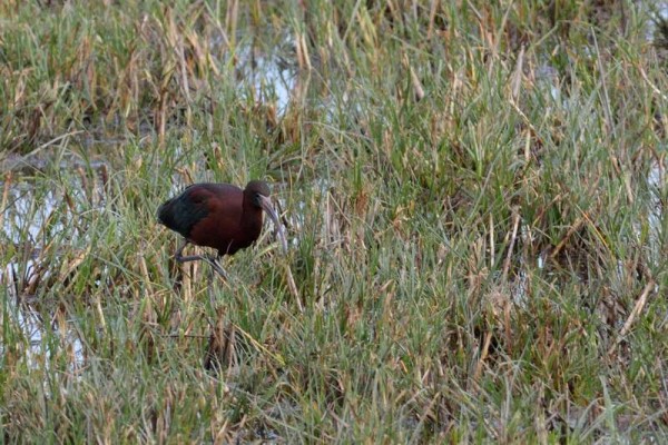 Ibis falcinelle