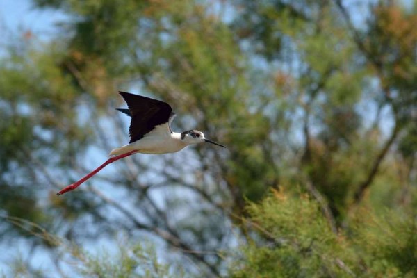 Echasse blanche