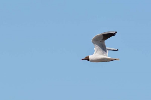 Mouette rieuse