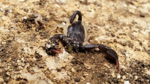 petit scorpion