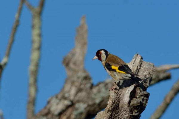 Chardonneret élégant