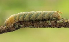 1620-Acherontia atropos  St Hilaire-de-Brethmas (Gard) J - 12.08.14