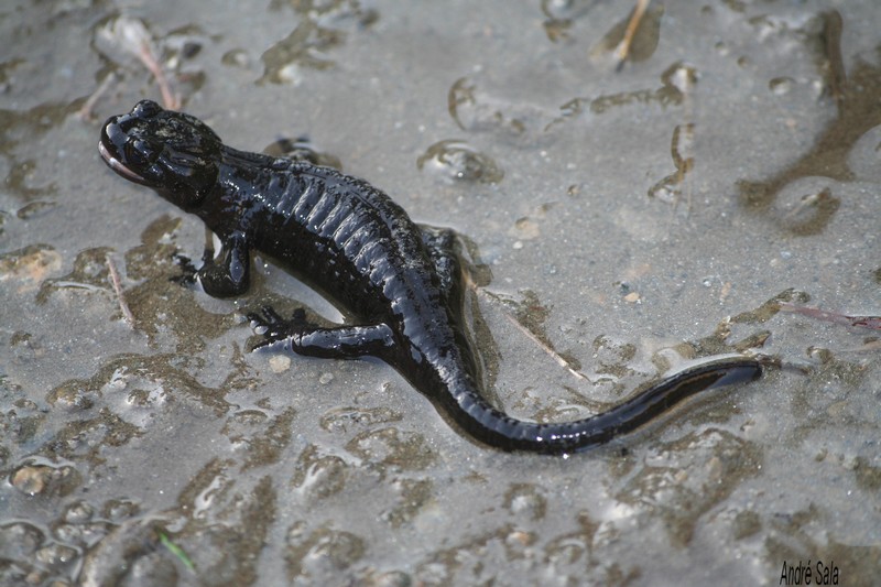 1627-Salamandra lanzai
