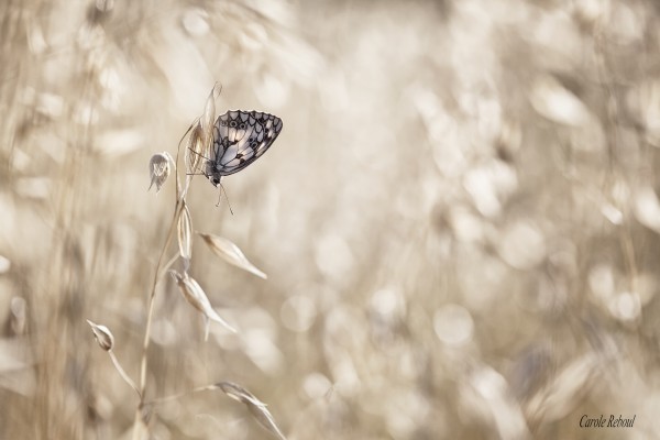 eclats de lumiere_carolereboul