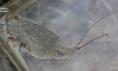 1640-Triops cancriformis  Mejannes-le-Clap (Gard) 28.04.13