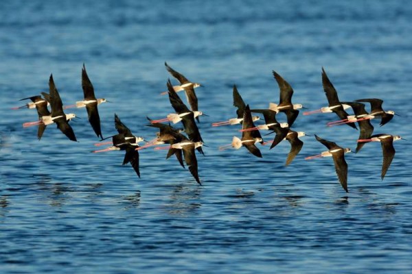 Échasse blanche Himantopus himantopus - Black-winged Stilt