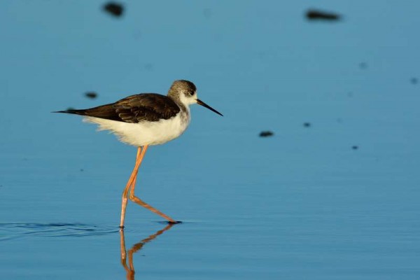 Échasse blanche Himantopus himantopus - Black-winged Stilt