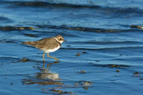 Petit Gravelot Charadrius dubius - Little Ringed Plover