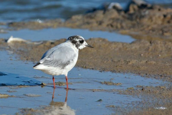 Mouette pygmée Hydrocoloeus minutus - Little Gull