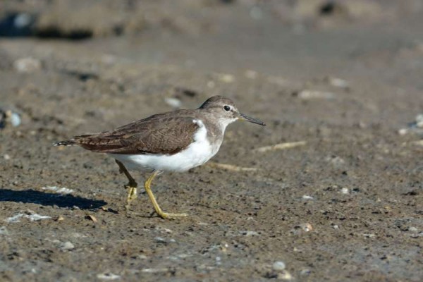 Chevalier guignette Actitis hypoleucos - Common Sandpiper