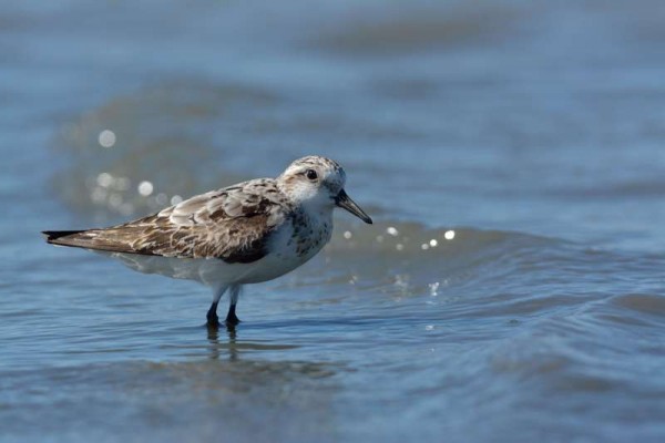 Bécasseau sanderling Calidris alba - Sanderling