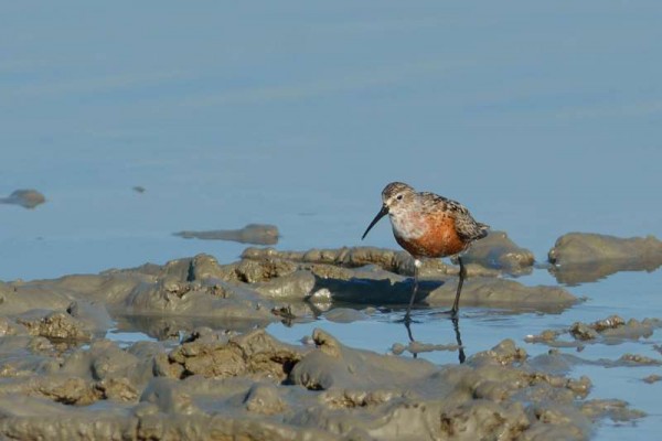 Bécasseau cocorli Calidris ferruginea - Curlew Sandpiper