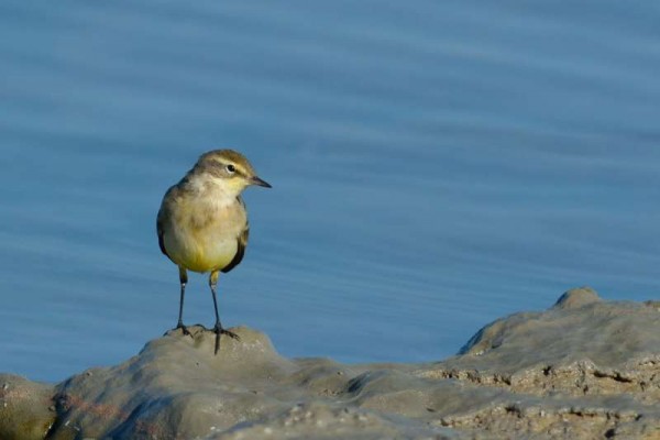 Bergeronnette printanière Motacilla flava - Western Yellow Wagtail