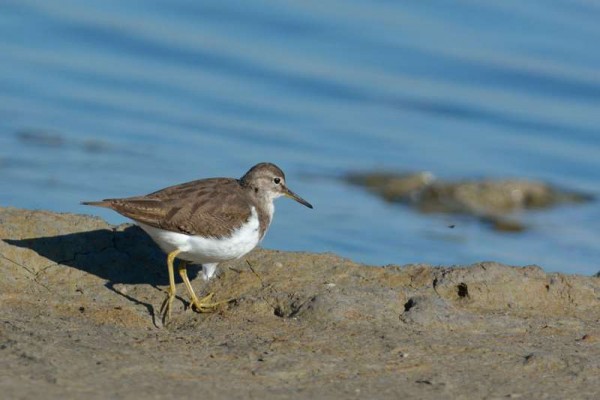 Chevalier guignette Actitis hypoleucos - Common Sandpiper