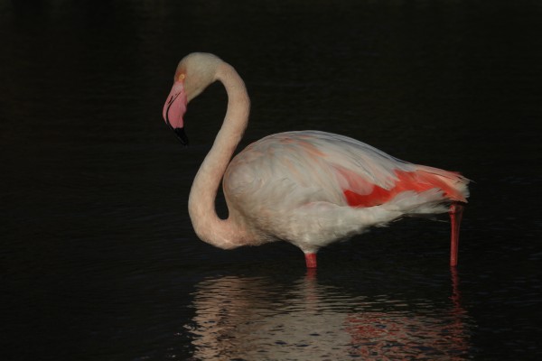 Un flamant nocturne...