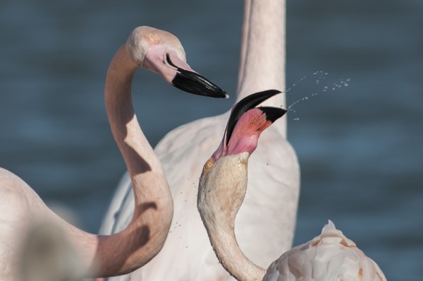 flamants roses