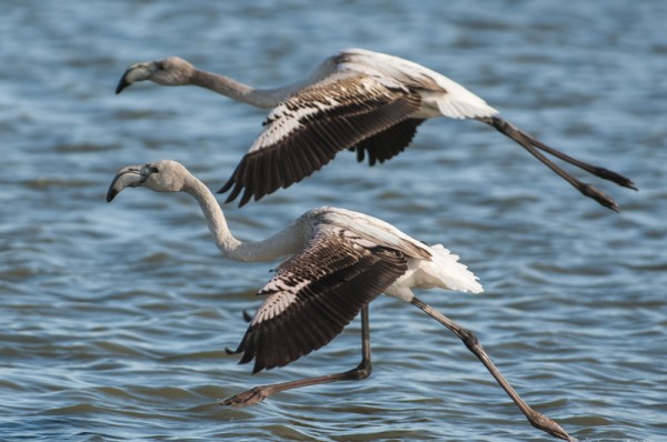 flamants roses juvéniles