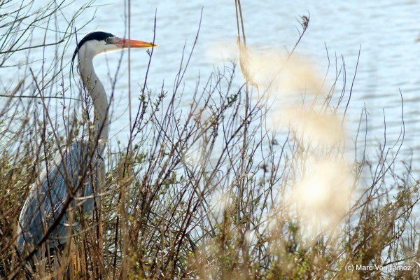 Oiseau 1