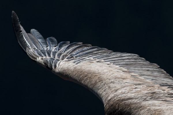 aile  de vautour fauve