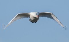 cygne tuberculé