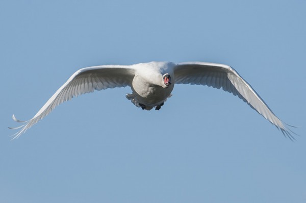 cygne tuberculé