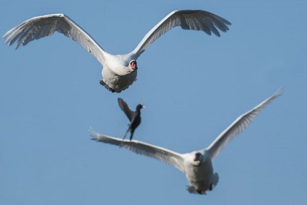 cygnes et foulque