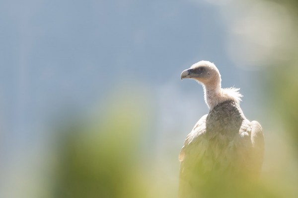 vautour fauve