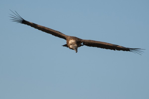 vautour fauve.