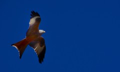 MSC_2593_01