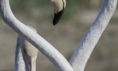 coeur flamants