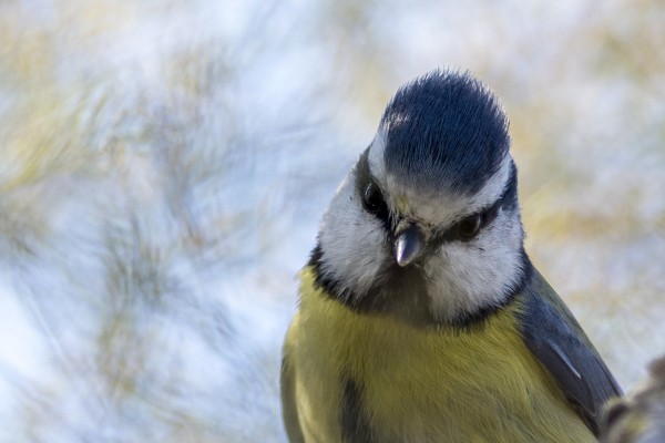 0176 mésange bleue 2