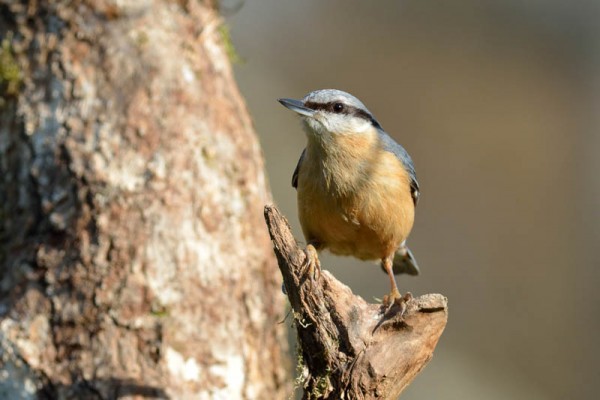 Sittelle torchepot Sitta europaea - Eurasian NuthatchBrenne