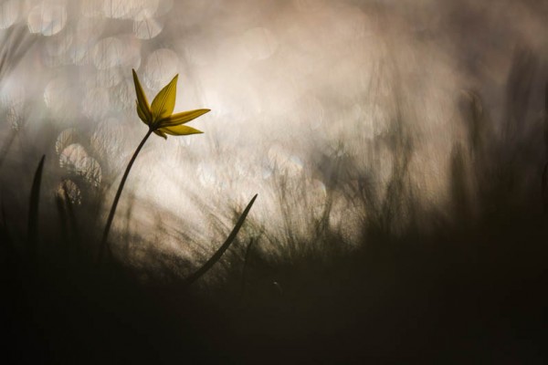 carole reboul - tulipe australe