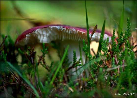 champignon calendrier