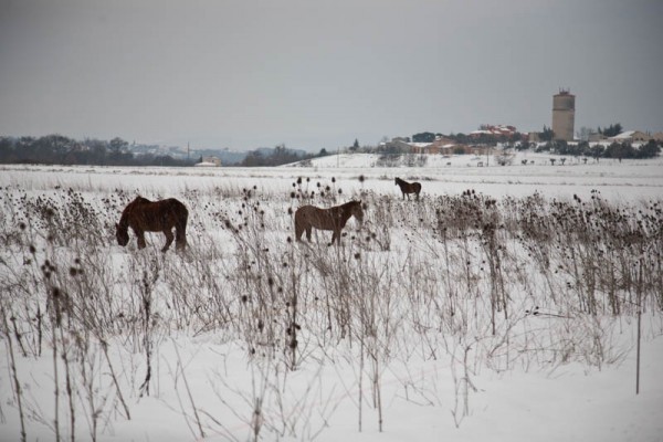 neige Jean chevaux