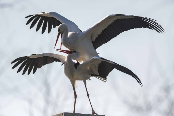 accouplement cigognes blanches