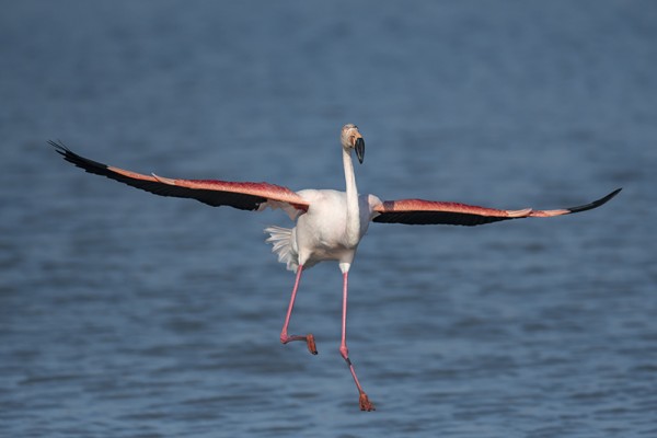 flamant rose