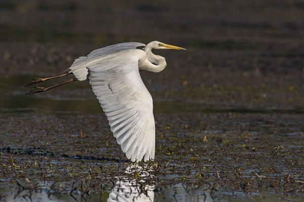 grande aigrette