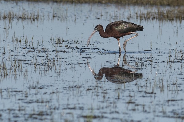 ibis falcinelle