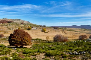 Mas Camargue